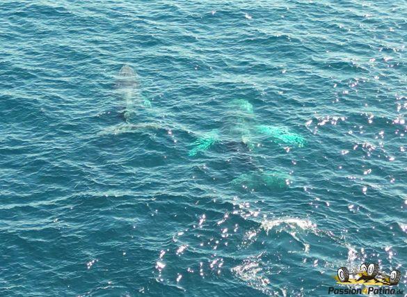 DJI_0177 – frame at 1m31s