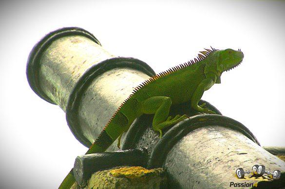 IMG_9140 (2) – Kopie